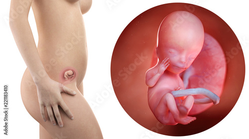 pregnant woman with visible uterus and fetus week 13