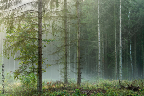 Forest of larch and birch trees with morning fog