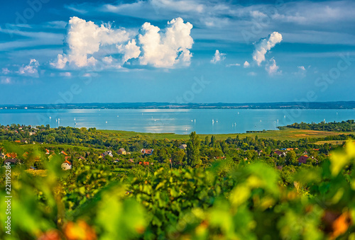 Nice vineyard in Hungary at lake Balaton