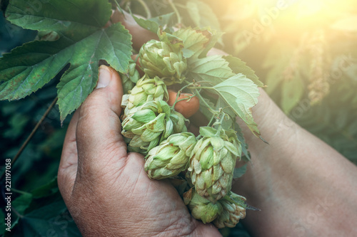 Branch of green fresh hop cones for beer and bread production in female hands