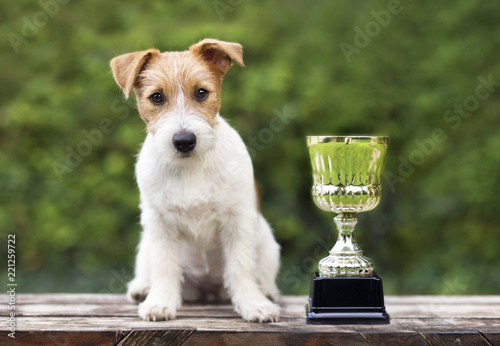 Beautiful young jack russell terrier dog sitting near a winner cup