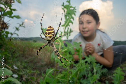 Young girl looking at a huge argiope spider.