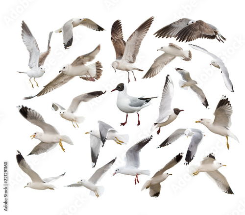 A set of different seagull in different poses. Isolated on white.