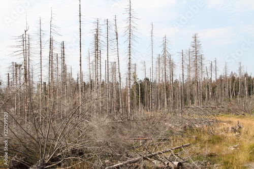 abgestorbener Tannewald im Harz 7