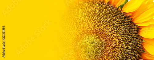 Sunflower close up. Summer background.