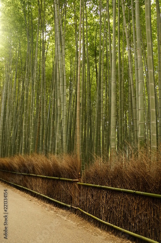 Bamboo Forest Arashiyama 