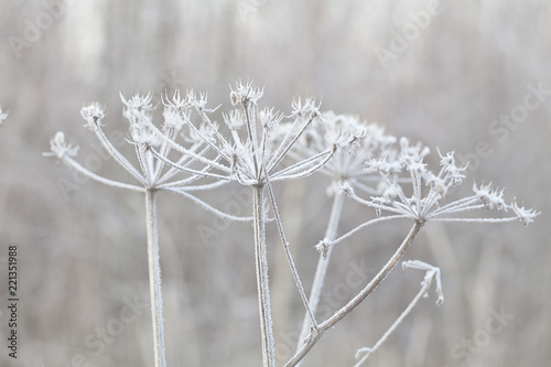Delicate plants with hoarfrost on cold winter day