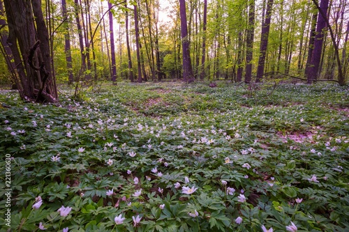 Spring forest landscape with blooming white anemones