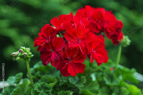 red Pelargonium in the garden. Red geranium flowers in summer garden. Bright pelargonium