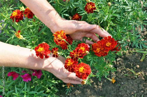 The elderly woman - farmer picks and care of marigolds garden flowers on autumn bed.