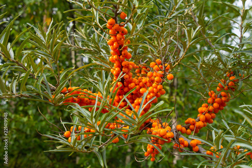 ripe sea buckthorn berries on a branch