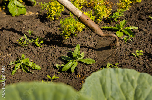 The a man frees a garden of weeds with a hoe