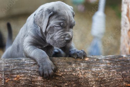 One month old gray cane corso puppy playing in the garden, selective focus