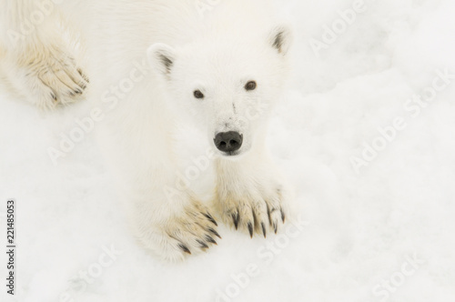 Wild Polar Bear (Ursus maritimus) on Ice & Snow off of Spitsbergen in the Norwegian Archipelago in the Arctic Ocean.