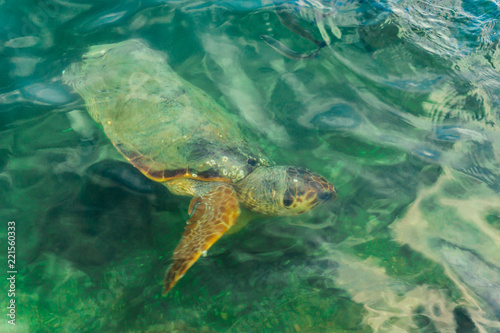 A loggerhead carreta caretta turtle leaving for years in the Koutavos lagoon in Argostoli, Kefalonia, Greece