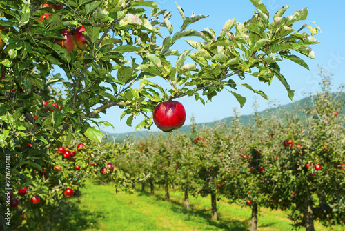 Apple orchard