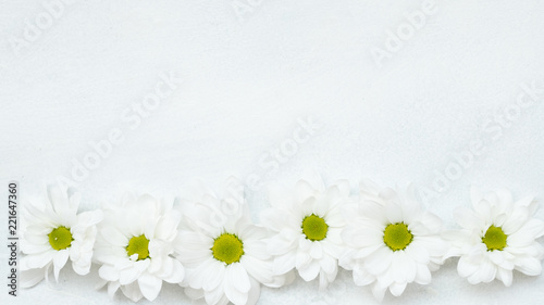 daisy row on white background. delicate herbera flower composition. nature and flora concept. free space.