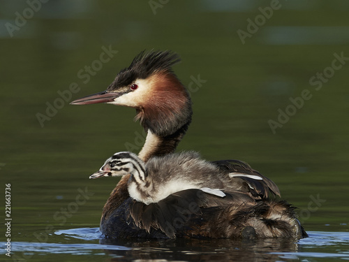 Great crested grebe (Podiceps cristatus)