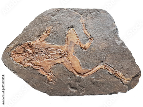 Miocene fossil frog