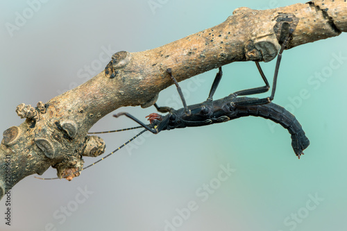 stick insect - Peruphasma schultei