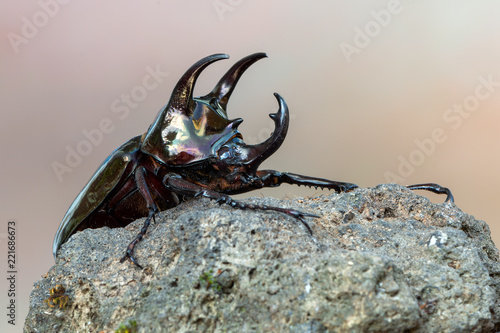 The Atlas beetle - Chalcosoma atlas
