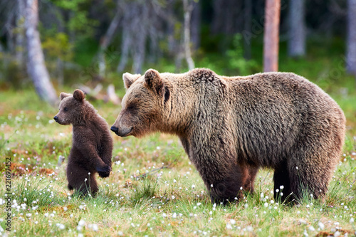 Mother bear and cub. Mother bear and cub. Focus on cub.