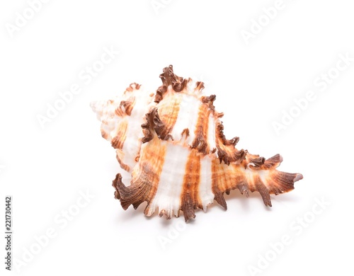  Sea shell isolated on white