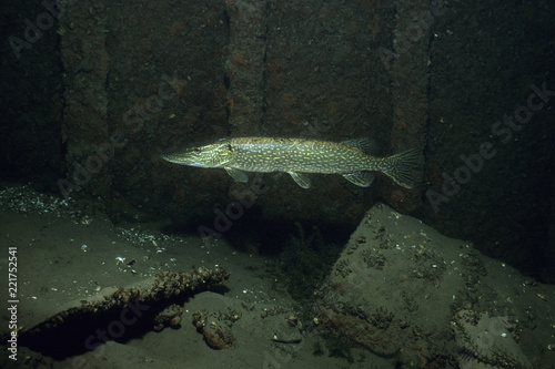 Northern Pike underwater in the St. Lawrence River in Canada