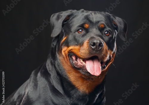 Rottweiler Dog Isolated on Black Background in studio