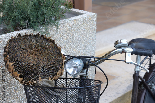 Bici cestino con Helianthus annuus L., 1753 infiorescenza raccolta