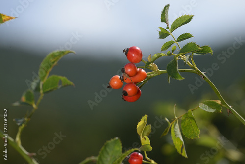 Rosa canina L., 1753 - dettaglio bacche