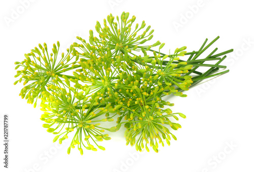 fresh dill flower isolated on white background