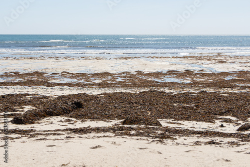 Laisse de mer sur une plage bretonne