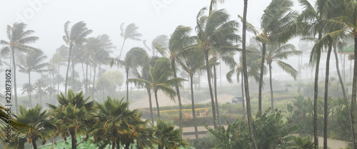 Palmy wiejące wiatr i deszcz, gdy huragan zbliża się do wybrzeża tropikalnej wyspy