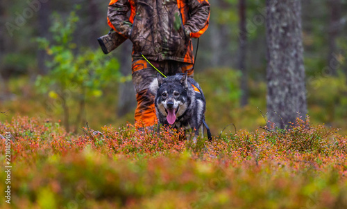 Hunting dog seeking prey in the wild