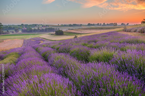Blooming lavender fields in Poland, colorful sunrise