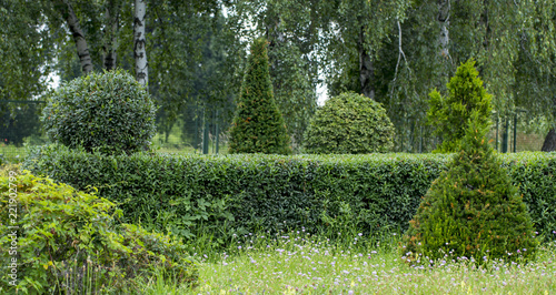 Wild Privet Ligustrum hedge nature texture A sample of topiary art