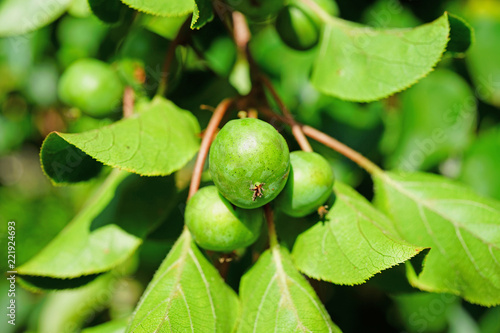 Green baby kiwi fruit actinidia arguta growing on the vine