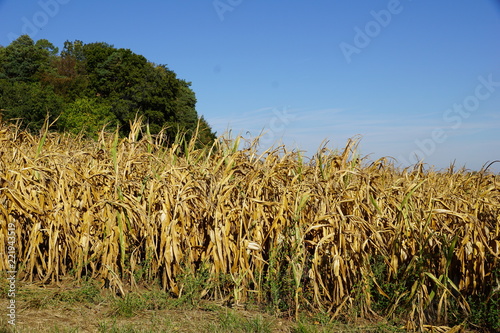 Erntezeit auf dem Land Getreide