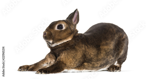Rex Rabbit stretching against white background