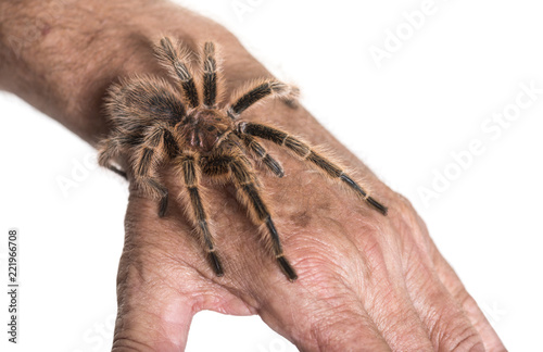 Tarantula on persons hand against white background