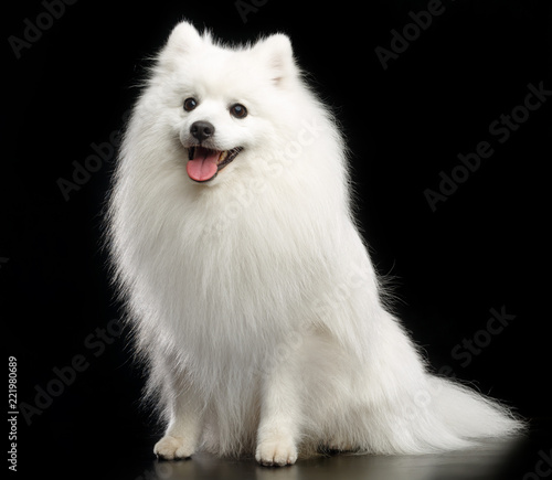 Japanese Spitz dog on Isolated Black Background in studio