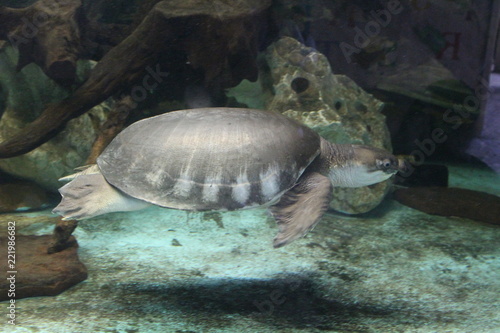Kemp's ridley sea turtle (Lepidochelys kempii)