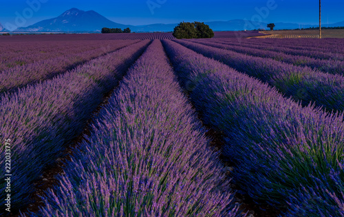 Lavender field in Haute-Provence