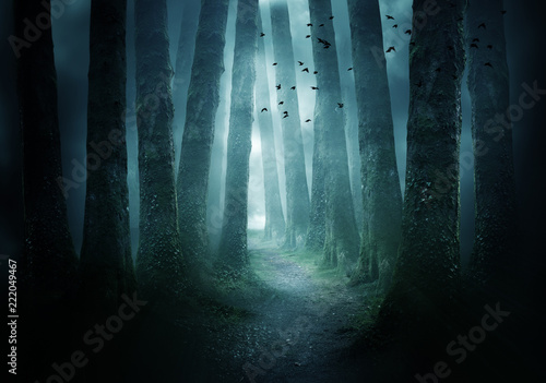 Pathway Through A Dark Forest