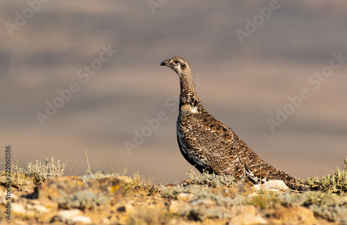 A Greater Sage Grouse on the Colorado High Desert