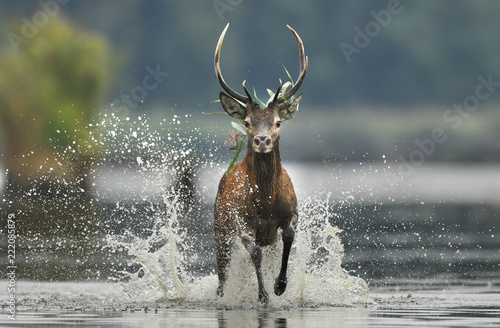 Deer buck (Cervus elaphus)