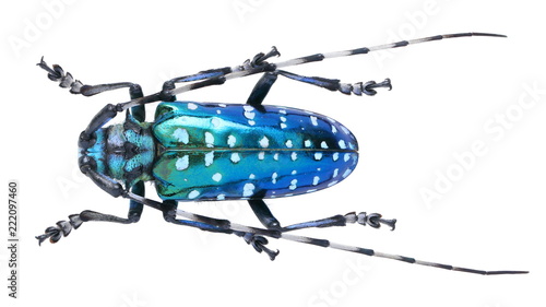 Anoplophora sollii-a Cerambycidae Longhorn beetle