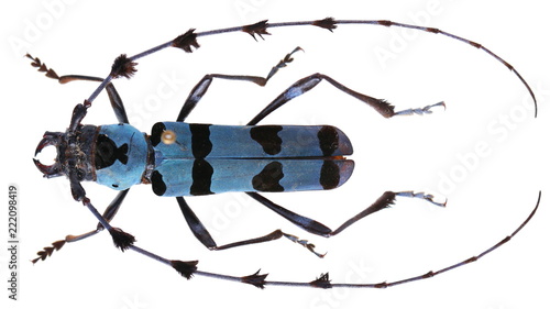 Rosalia lameerei-a Cerambycidae Longhorn beetle