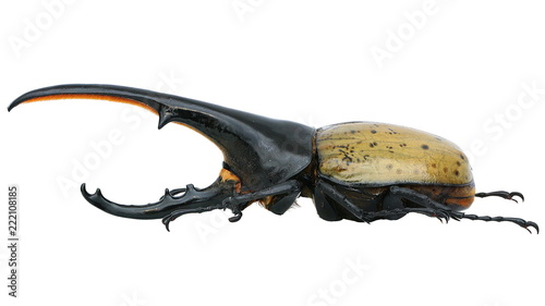 Dynastes hercules -a rhinoceros beetle (Dynastinae)
